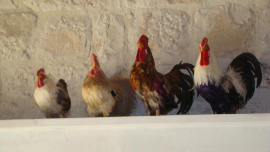 Casa Serrafiori Masseria Ciancio מראה חיצוני תמונה